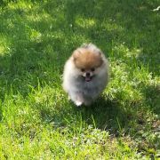 LEYLA LITTLE PRINCESS Dan Ozzy FCI