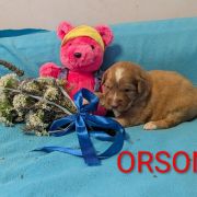 ORSON Shaggy Fluff FCI