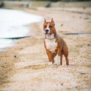 Асти Дог Хаус Юкон Такара.