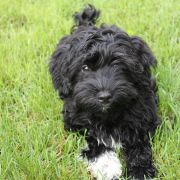 HAPPINESS Z Białego Gwiazdozbioru (FCI)