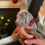 Ferst Lady Joy Spirit