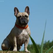 REEVA REVOLUTION Dimidium 