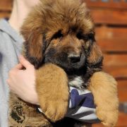 BALTHAZAR Fear Faire (FCI)