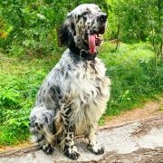 НУАР БИЛГО ЛИЛУ