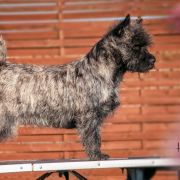 Freya Sirius Devil's line