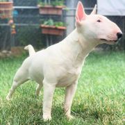 White Ambitions at Proud to be Greek from Fitbull