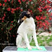 KING LONGWANG Impuls i Splendor