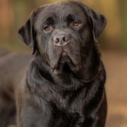 DIAMOND LEONARD Multi Planet Lab