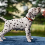 BRAWURKA z Łaciatej Krainy