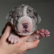 SOKRATES Czar Olbrzyma 