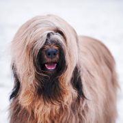 Bahati Z Pierwszej Ligi 