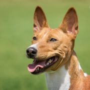 Bahaticca`s EVER FELICITY