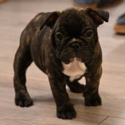 Bailey Tesori del Mare 