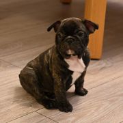 Bailey Tesori del Mare 