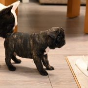 Bailey Tesori del Mare 