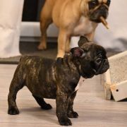 Bailey Tesori del Mare 