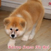 BAIRON SENZO NO REI