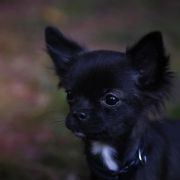 BAJKA PERłA NIEPORĘTU