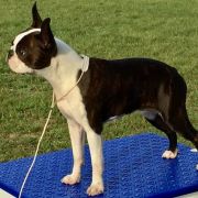 BAJKA Renmils Dream 2