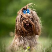 Bakkara from Lovely Guys