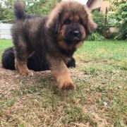 Balbina Sand of Tybet 3