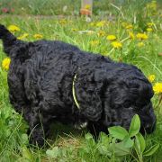 BALI Pies de Perro (FCI)