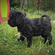 BALI Pies de Perro (FCI)