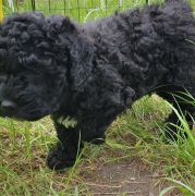 BALI Pies de Perro (FCI)