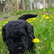 BALTA Pies de Perro (FCI)
