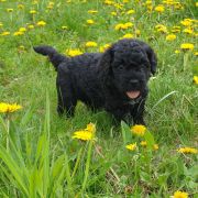 BALTA Pies de Perro (FCI)