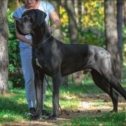 BALTAZZAR Margarejro FCI