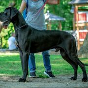 BALTAZZAR Margarejro FCI