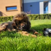 BALTHAZAR Fear Faire (FCI)