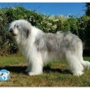 BAMBI COLLIS AMORES Katemori