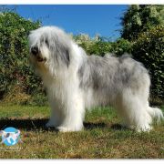 BAMBI COLLIS AMORES Katemori