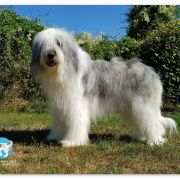 BAMBI COLLIS AMORES Katemori