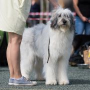 BAMBI COLLIS AMORES Katemori