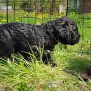 BANABA Pies de Perro (FCI)
