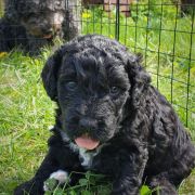 BANABA Pies de Perro (FCI)