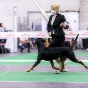 Banda Vom Gross Grunberg