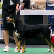 Banda Vom Gross Grunberg