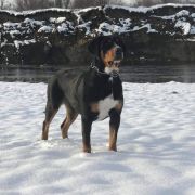 Banda Vom Gross Grunberg