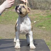 BARBIE ROCKET BABE FCI 