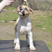 BARBIE ROCKET BABE FCI 