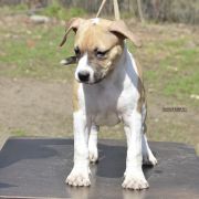 BARBIE ROCKET BABE FCI 