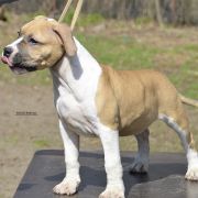 BARBIE ROCKET BABE FCI 