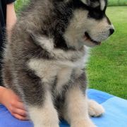 BARIBAL BEAR Lord of Alaska