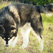 BARIBAL BEAR Lord of Alaska