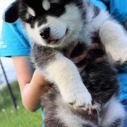 BARIBAL BEAR Lord of Alaska