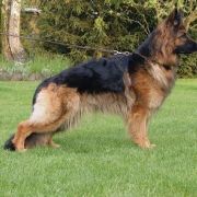 Barina z Wilczego Wzgórza